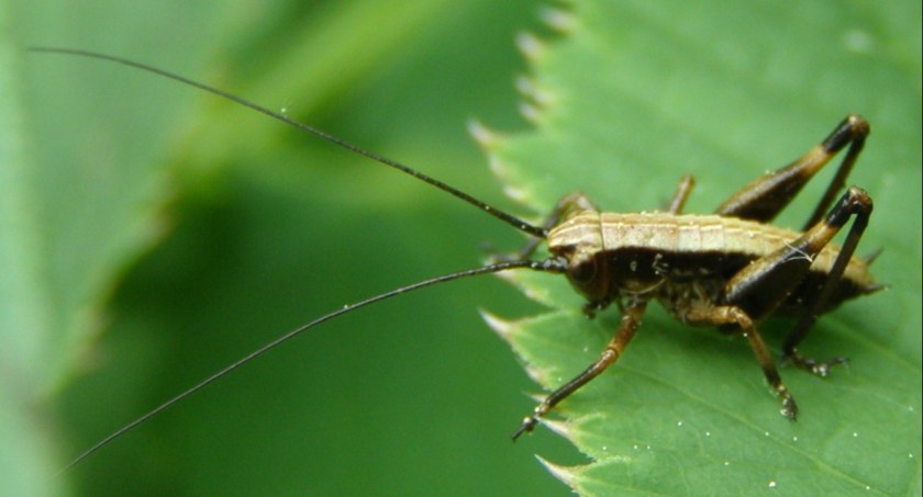 Spotkania z owadami