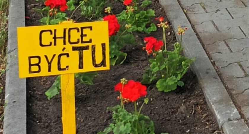 Proceder kradzieży z miejskich klombów kwitnie