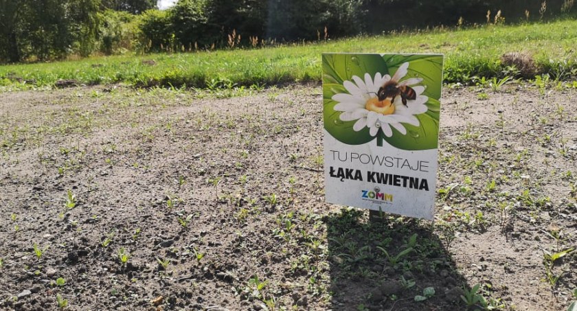 Górka Słupecka zakwitnie. Powstała tu nowa łąka