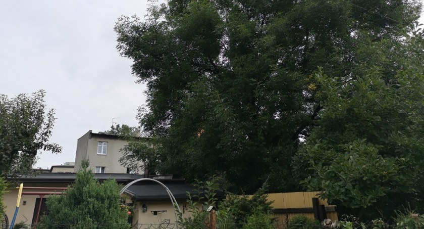 Drzewo, które wymagało interpelacji