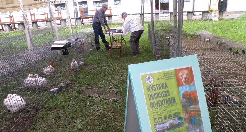 W Kosztowach rozpoczęła się wystawa drobnego inwentarza