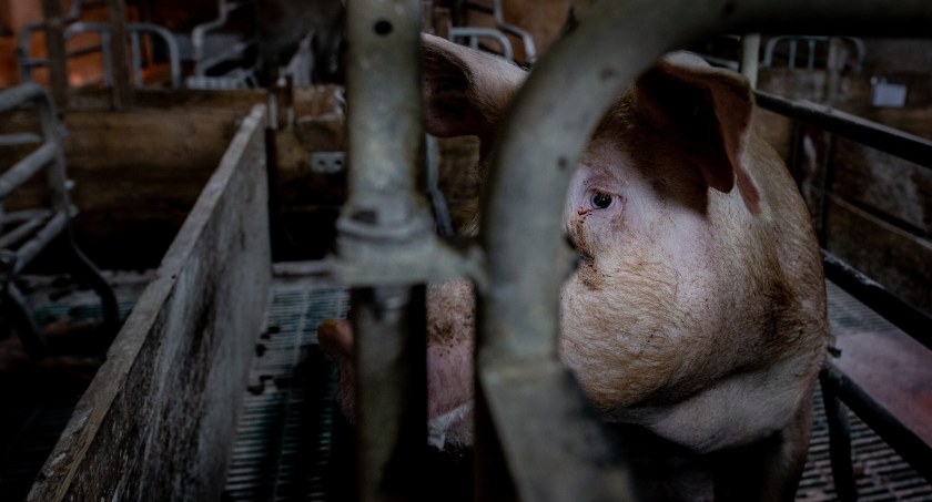 Fermy zwierząt produkują zagrożenia i cierpienie