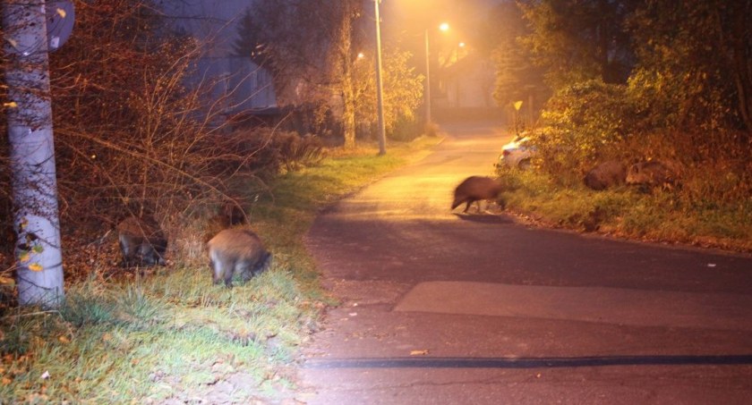 Poranne spotkanie z dzikami na Promenadzie