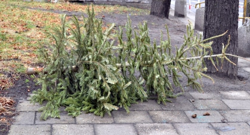 ZOMM odbierze świąteczne choinki