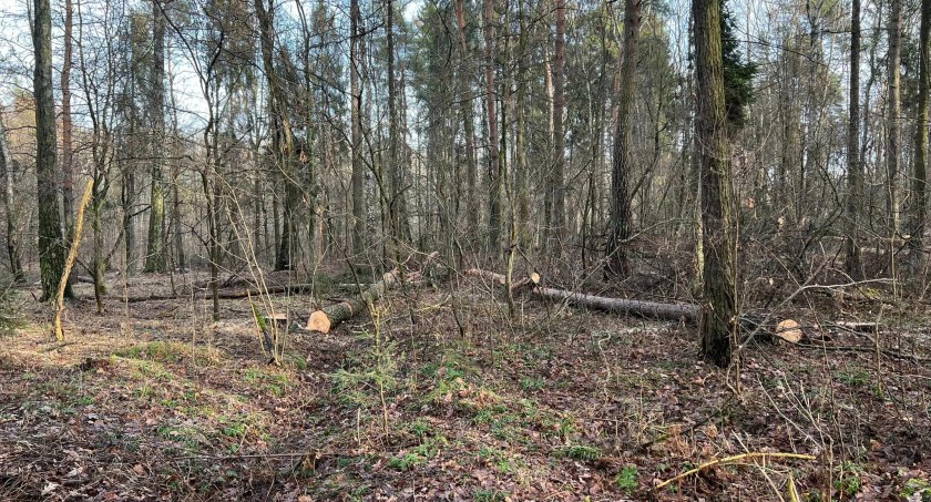 Wycinka w Kosztowach – społecznicy mają pytania do nadleśnictwa
