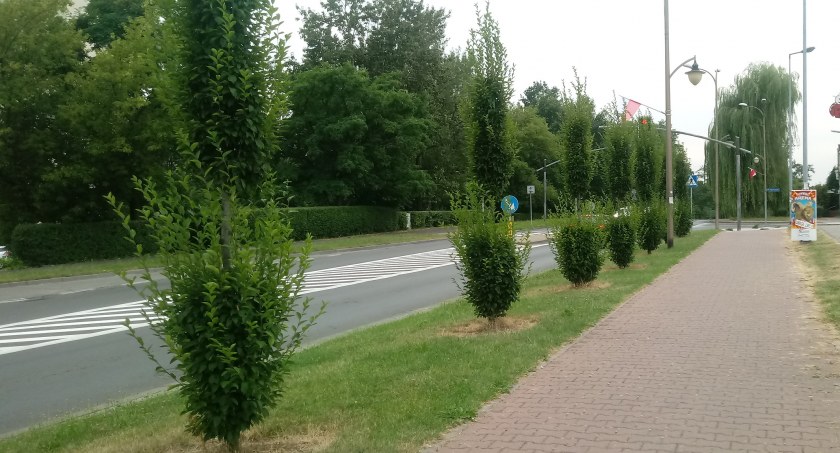 Pomysł radnego na zazielenienie Mysłowic