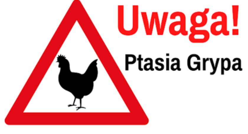 Mysłowice objęte strefą zakażenia ptasią grypą