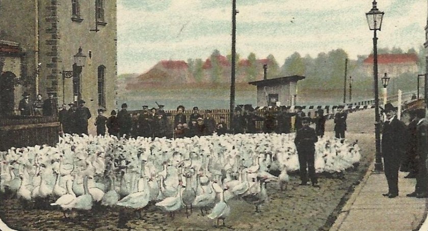 Marsz gęsi przez Mysłowice