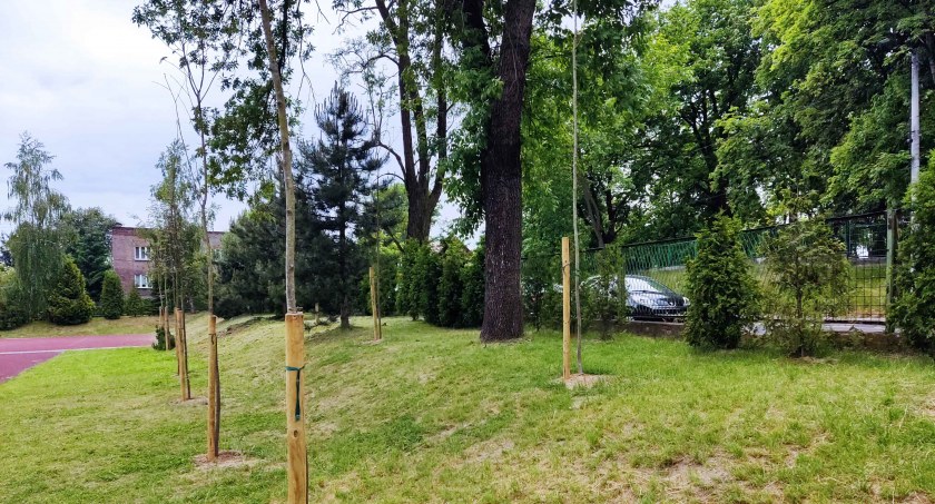 31 młodych drzewek przy SP7