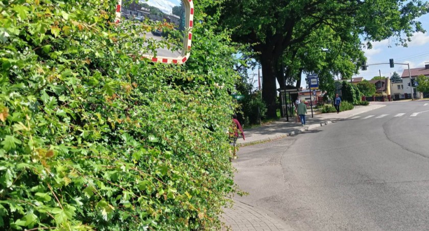 Krzewy wchodzą na chodnik