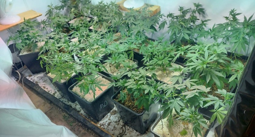 Mieszkaniec Mysłowic urządził w Sosnowcu plantację konopi indyjskich