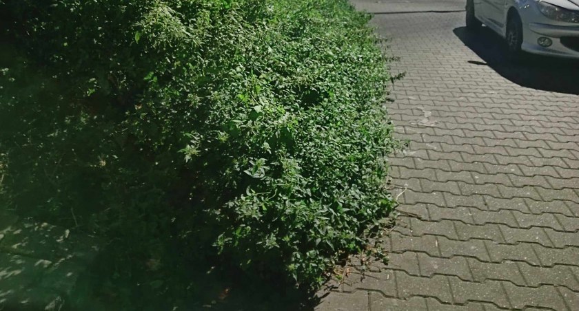 Pokrzywy wylewają się na chodnik