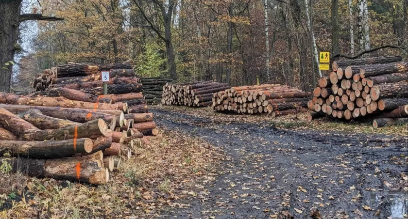 Mieszkańcy kolejnej dzielnicy zaniepokojeni wycinką drzew