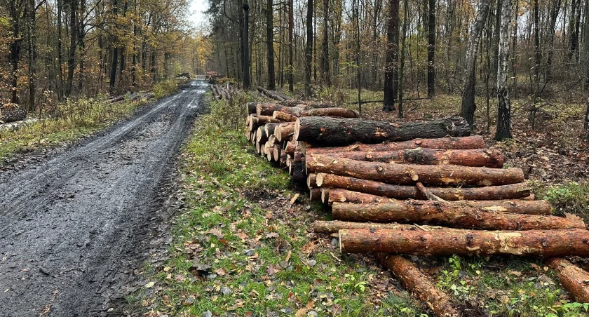 Wycinka drzew w dzielnicy Janów Miejski-Ćmok