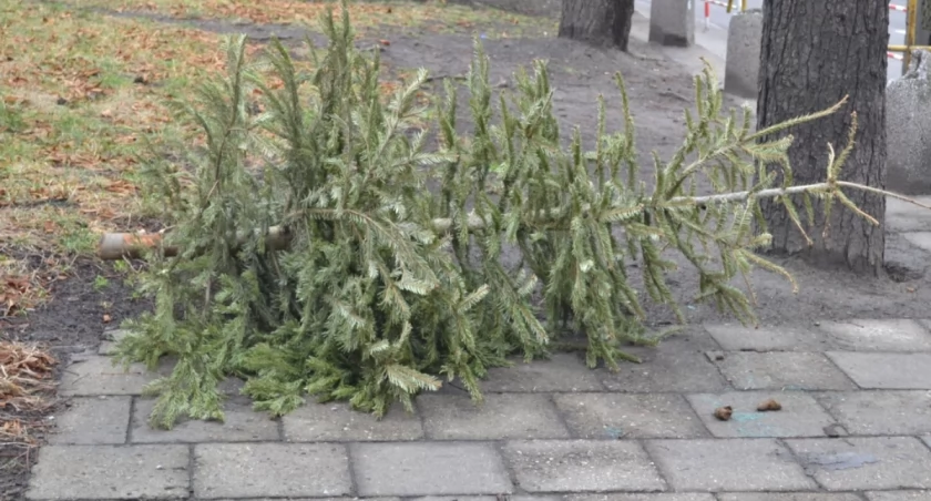 ZOMM odbierze od mieszkańców świąteczne choinki