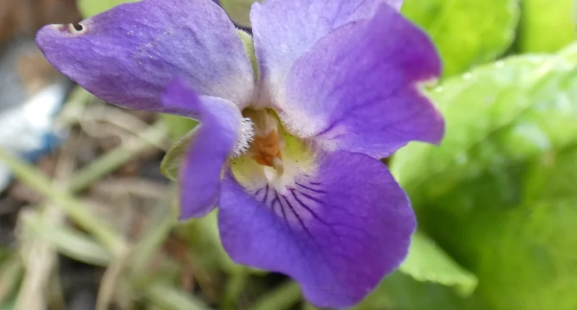 Wiosenne poruszenie