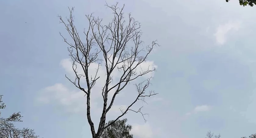 Niebezpieczne drzewa w parku