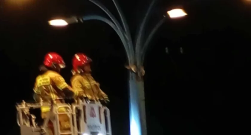 Strażacy uratowali gołębia