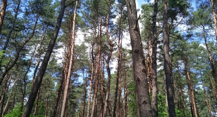 Wielka szansa na lasy społeczne w Mysłowicach