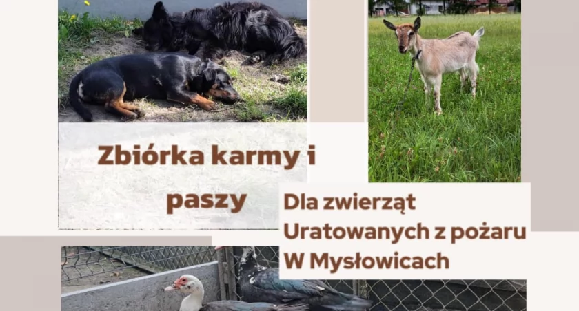 One też potrzebują pomocy. Wesprzyjmy zwierzęta ocalałe w pożarze na ul. Orzeszkowej