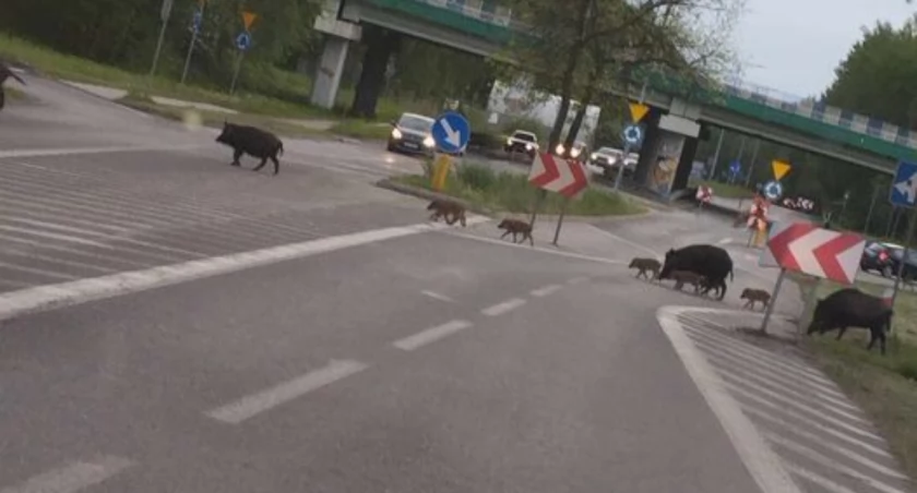 W Mysłowicach będzie redukcyjny odstrzał dzików