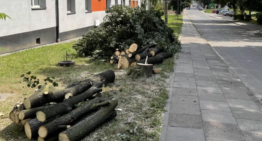 Wycięto kolejne drzewa [list czytelnika]