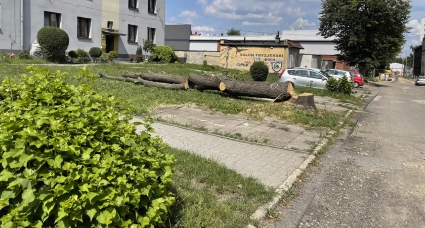 Wytną 122 drzewa, w zamian posadzą... 40 wiśni