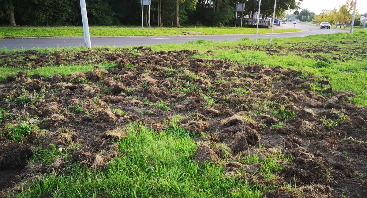 Dziki zryły wysepkę na rondzie. Kwiatki oszczędziły