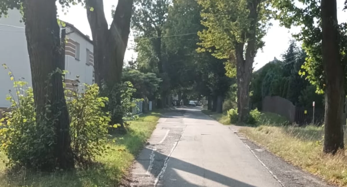Do wycięcia 380 drzew na Zielnioka?