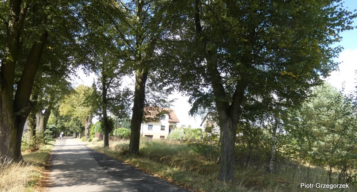 Zanim ogolą ulicę Zielnioka