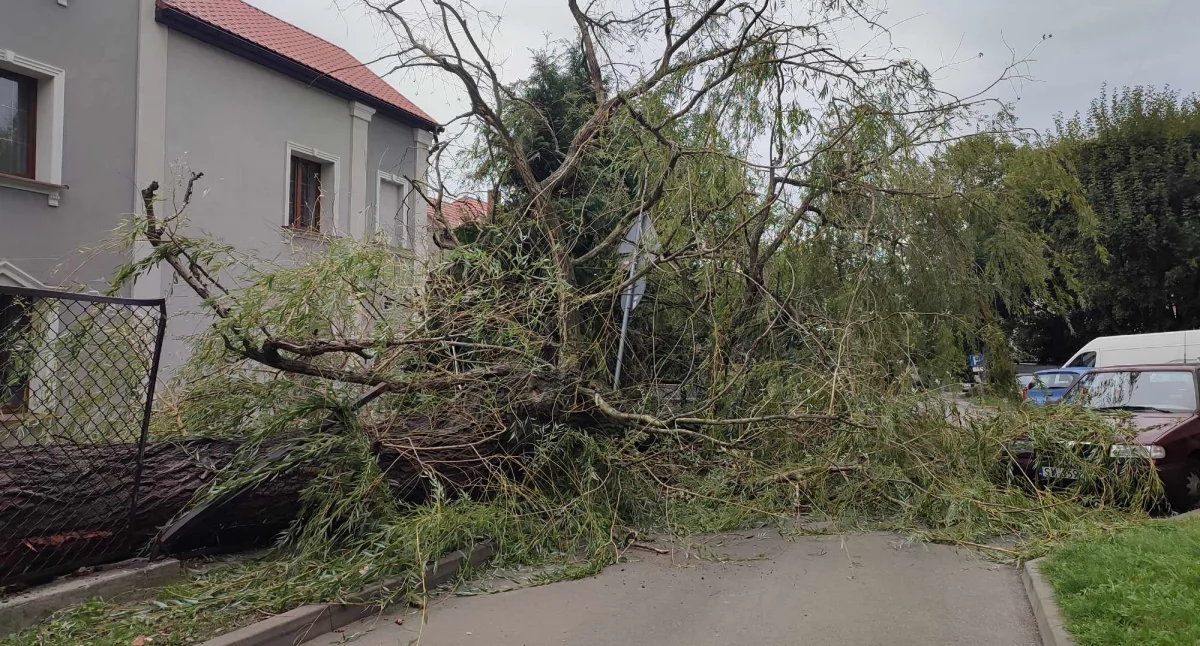 Przewrócone drzewo w okolicach ul. Armii Krajowej i Mikołowskiej