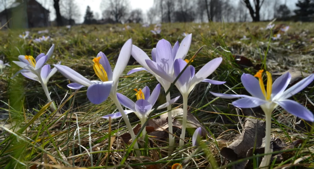 Na Bończyku posadzą ponad 2000 krokusów i tulipanów