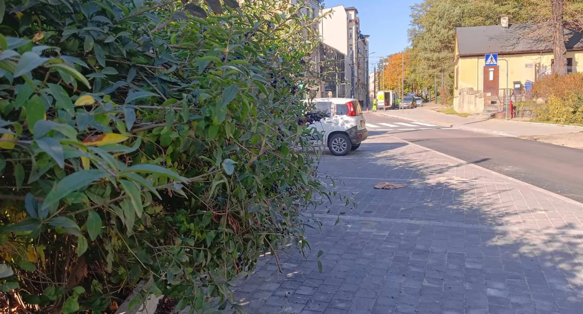 Krzaki zabierają miejsca parkingowe