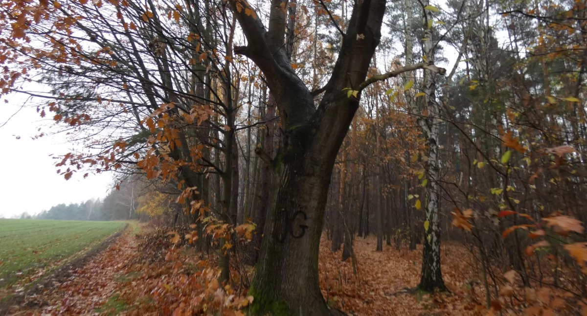 Powrót na wzgórze Wygonie-Kępa
