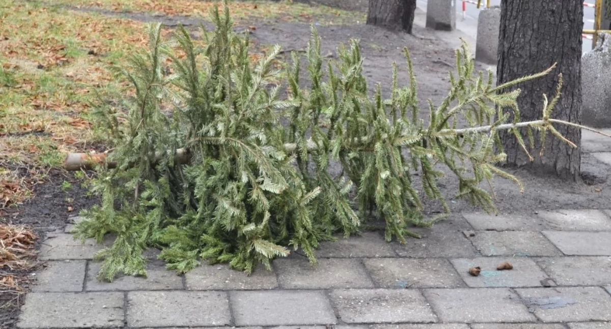 Co zrobić z żywą choinką po świętach? ZOMM organizuje odbiór drzewek