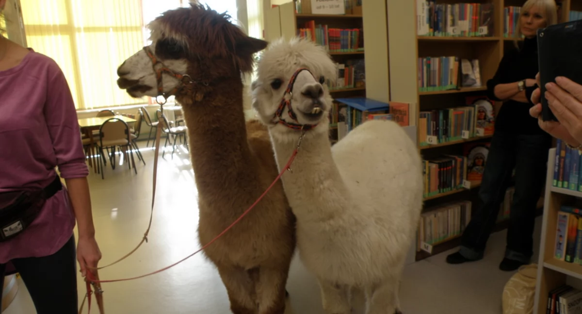 Spotkanie z alpakami w bibliotece