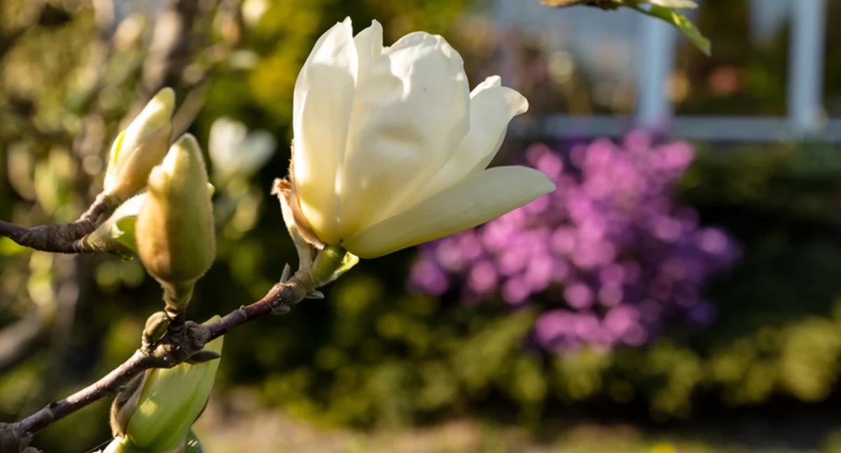 Jak wybrać magnolię do ogrodu? Przewodnik po odmianach i wymaganiach