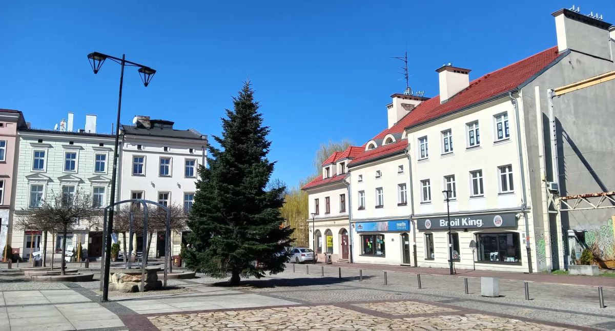 Świąteczna choinka na Rynku ma się bardzo dobrze