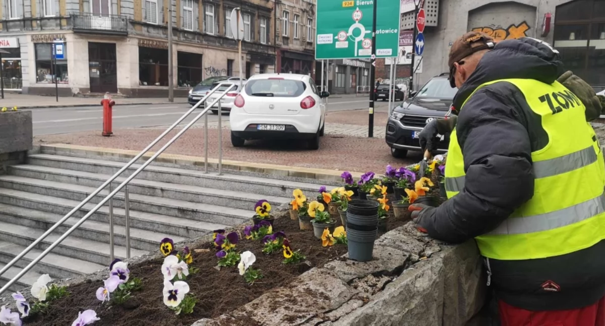 Ukwiecone miasto. Bratki ozdobiły ulice