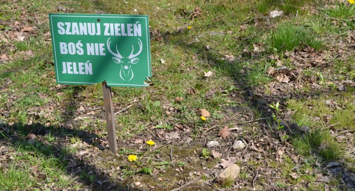 Wielkie sprzątanie terenów zielonych w Kosztowach. Dołącz do akcji