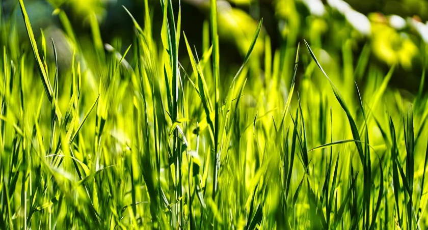 No Mow May – MZGK dołącza do ekologicznej inicjatywy