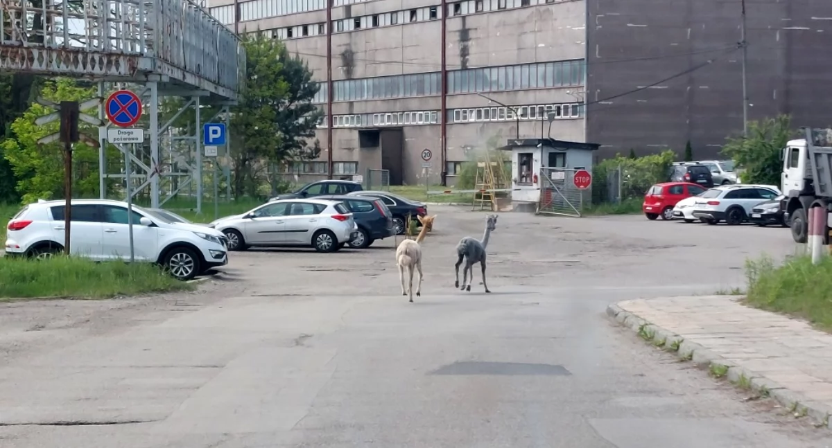 Alpaki na gigancie! Egzotyczni spacerowicze przy kopalni Mysłowice-Wesoła