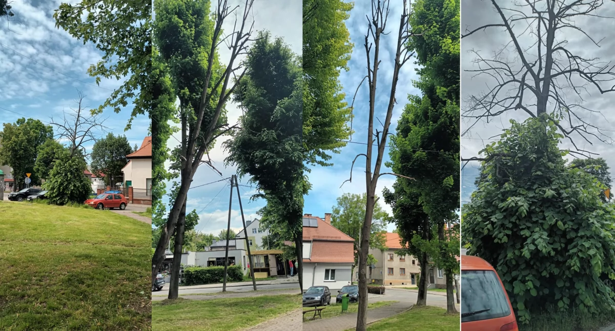 Drzewo na Wesołej natychmiast do usunięcia!