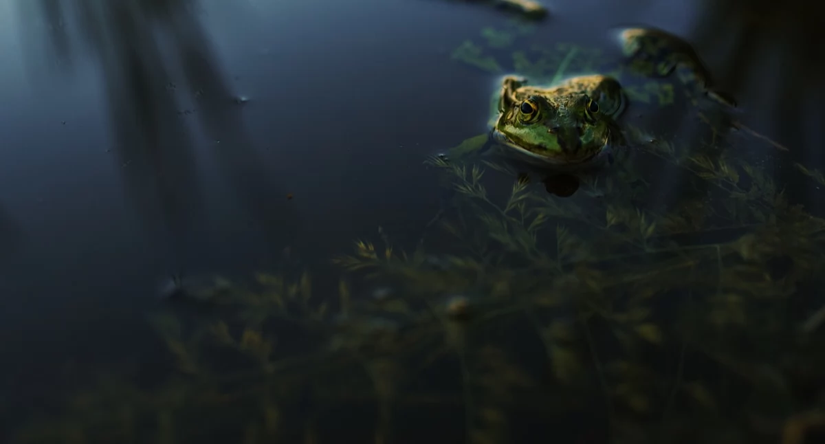 Nowy utopiec. Legendy i podania z terenu Mysłowic i okolic