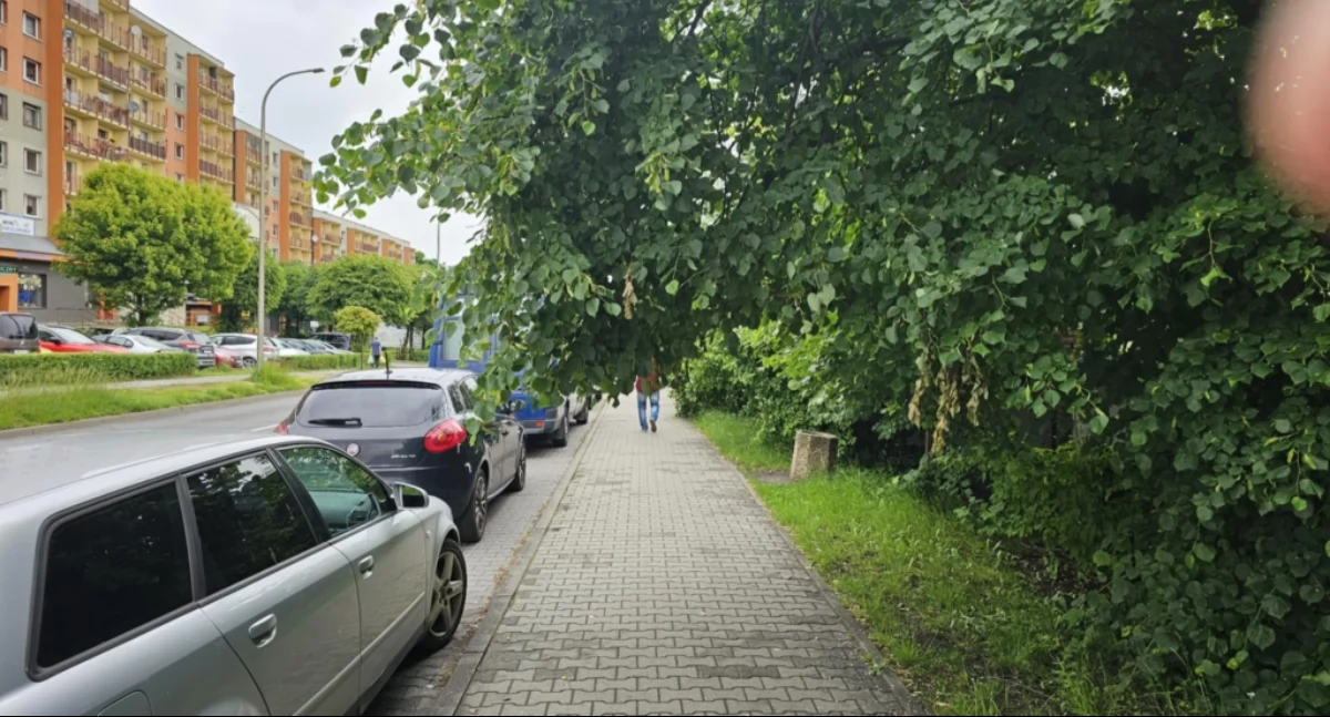Bardzo się rozrosły i utrudniają przejście pieszym