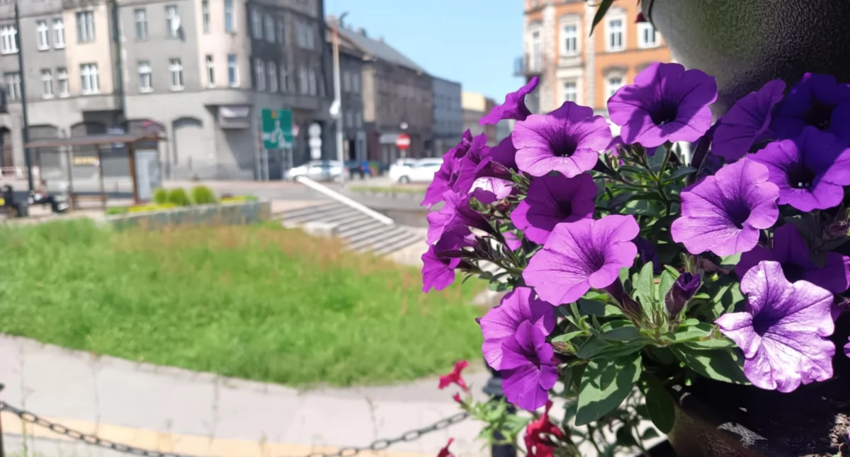 Nowe kwiaty na Rynku i w okolicach