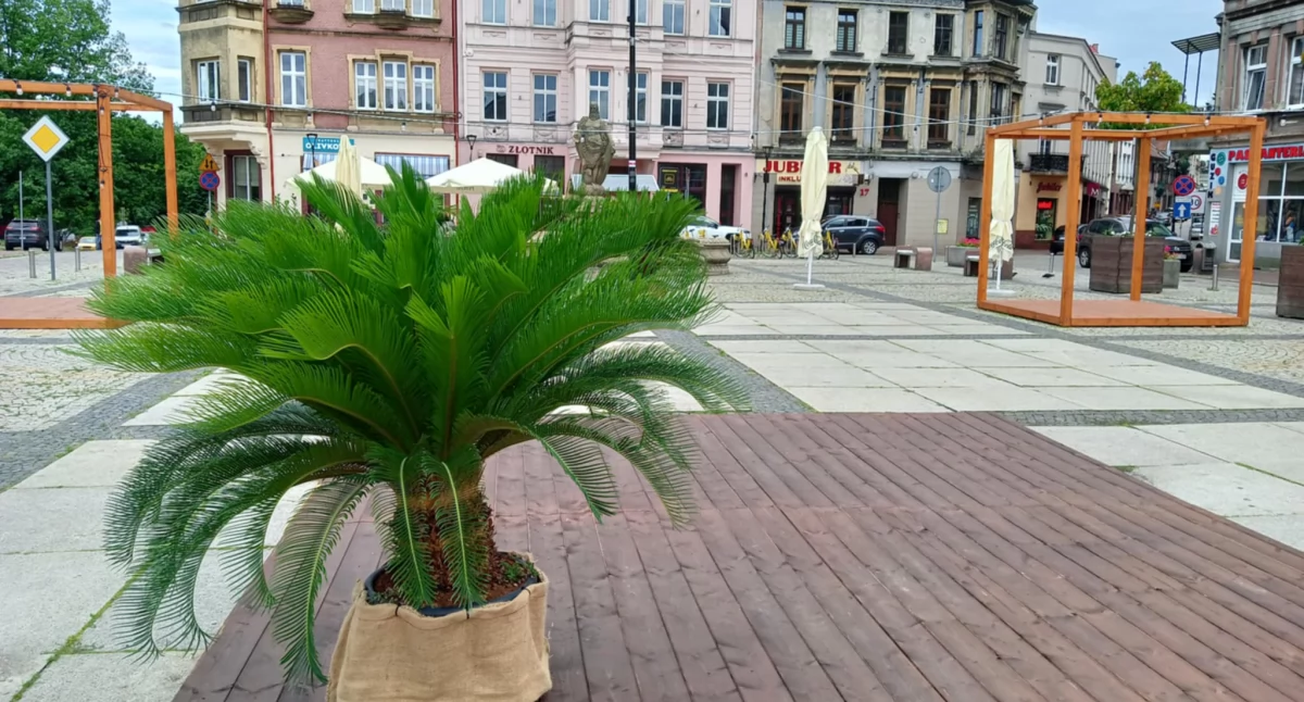 Mysłowice prawie jak Katowice. Też mają palmy na Rynku
