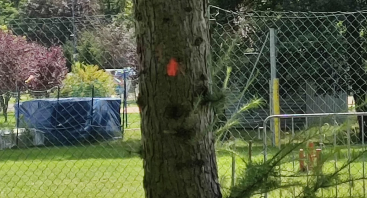 Tajemnicze kropki na drzewach w Parku Słupna