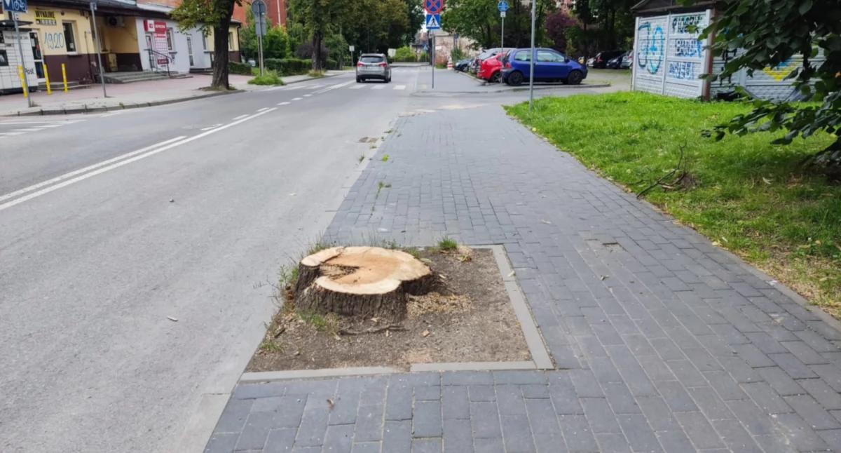 Wycinka drzew na ul. Mickiewicza 