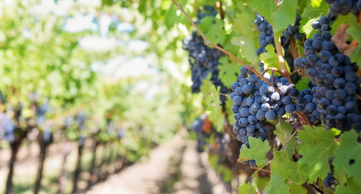 Winiarstwo od podstaw: jak rozpocząć swoją przygodę z produkcją wina